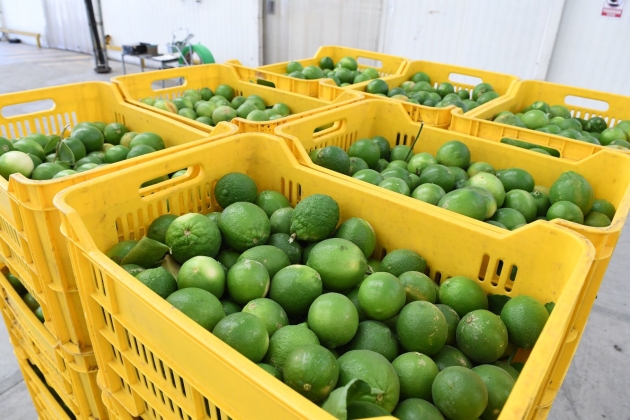 Corte y empacadoras de limón en Buenavista operan al 100%: Sedeco 