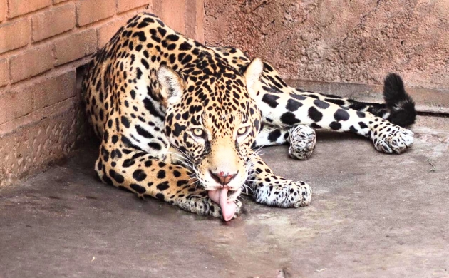 Pareja de jaguares llega al Zoo de Morelia con fines reproductivos 