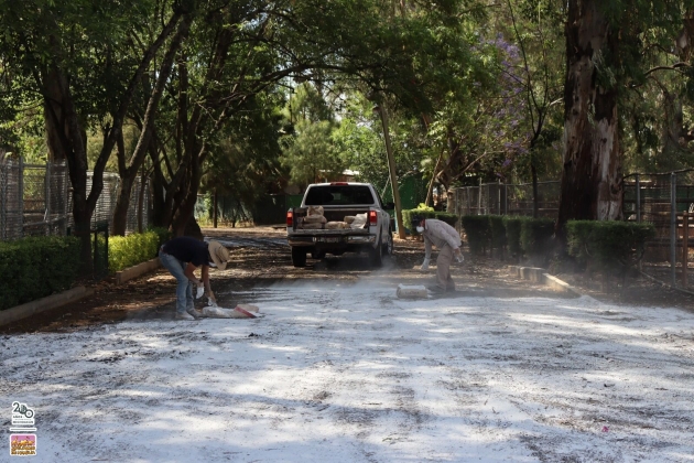 Previene Zoo de Morelia riesgo sanitario por inundación con lodos; se realizó encalado 