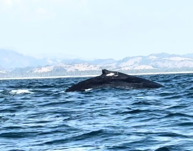 ¡Espectacular! Llegan ballenas a costas de Michoacán 