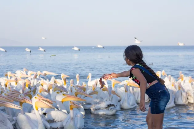 Conoce las actividades del Festival Biocultural del Pelícano Borregón 