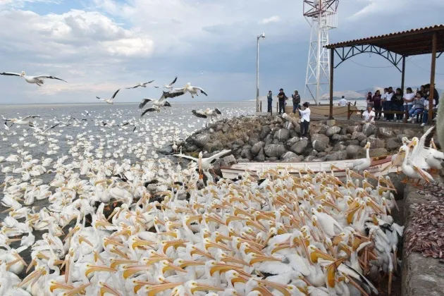 ¡Sorpréndete! Petatán se pinta de blanco con la llegada de 23 mil pelícanos 