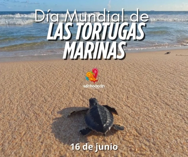 Playas de Michoacán, escenario de migración y nacimiento de tortugas marinas: Sectur 