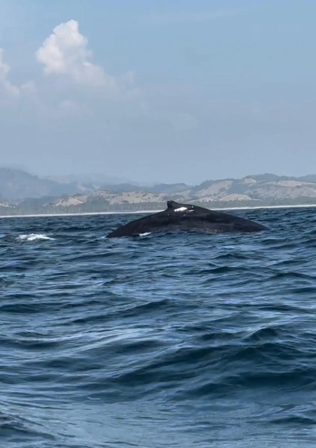 Avistamiento de ballenas en Michoacán será bajo norma oficial de Semarnat: Ramírez  Bedolla 