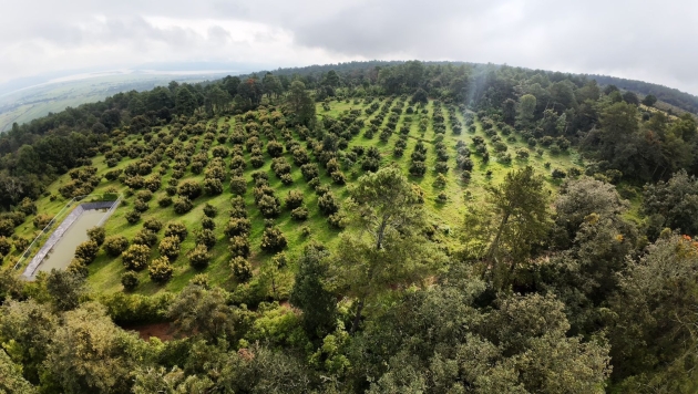 Avanza proceso de Indicación Geográfica para proteger al aguacate michoacano: Ramírez Bedolla