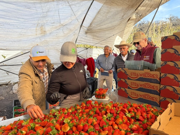 Productores de berries tendrán acceso a créditos de más de un mdp: Sader 