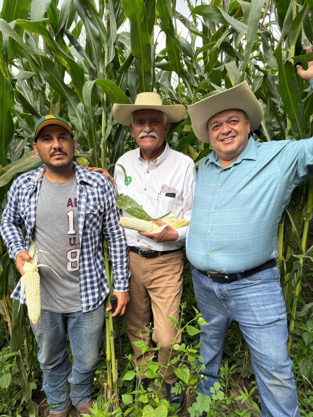 Casi 12 mil productores beneficiados con incentivos para maíz blanco en Michoacán 