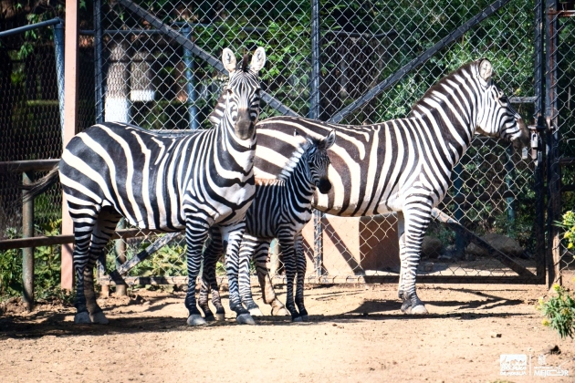 ¡Bienvenido a casa! Nace cebra de Grant en el Zoológico de Morelia 