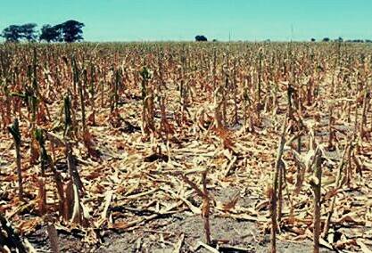 Contra sequía y heladas, aseguradas 700 mil hectáreas de cultivos: Sedrua