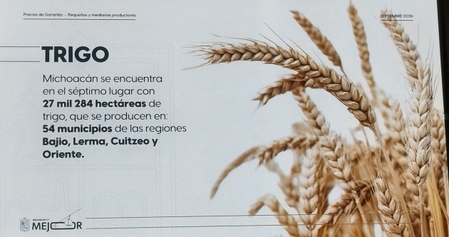 Garantizados los incentivos para productores de trigo y arroz en Michoacán