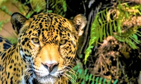 Las 3 C son Vitales para la Conservación del Jaguar: Coordinación, Conectividad y Convivencia 