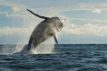 Avistamiento de ballenas, se suma a la oferta turística invernal de Michoacán