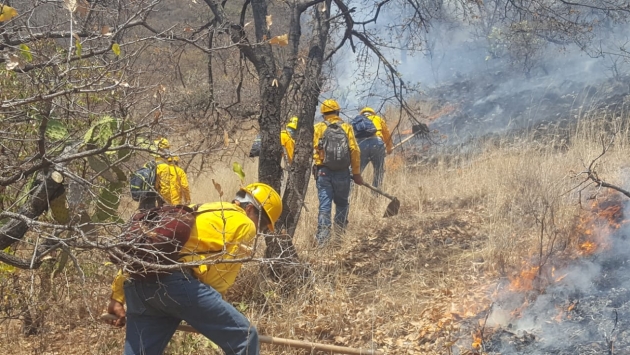 Controlado el incendio forestal registrado en Coalcomán: Cofom 