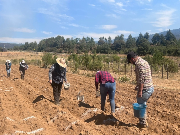 Reintroducen maíz nativo en cultivos de la Meseta Purépecha 