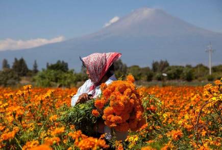 Michoacán, líder productor de  flor de cempasúchil: Sedrua