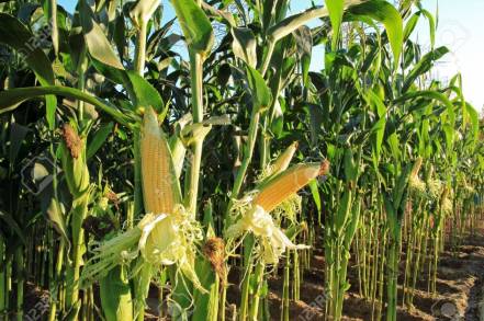 Esta Produciendo Michoacán más de 35 mil toneladas de maíz agroecológico: Sedrua