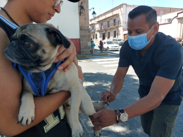 En marzo, vacunación antirrábica a perros y gatos en Morelia: SSM 