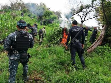 En acción interinstitucional, fueron destruidas 34 mil plantas de marihuana en Tuzantla  Michoacán
