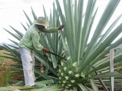 Produce Michoacán más de 750 mil litros de mezcal: Sedrua