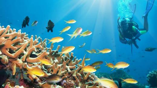 ONU Lanza Plan de Emergencia para Salvar los Arrecifes de Coral de la Extinción 