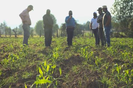 Agricultura Sustentable en Michoacán, estrategia de lucha contra el hambre: SEDRUA