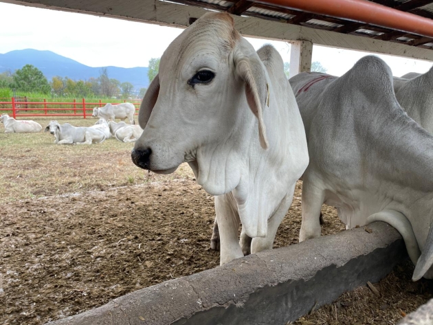 Alertan a productores bovinos ante signos clínicos de influenza en los hatos 