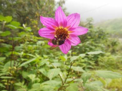 Con El Santuario de Abejas , será Michoacán pionero en preservación de abejas: Semaccdet 