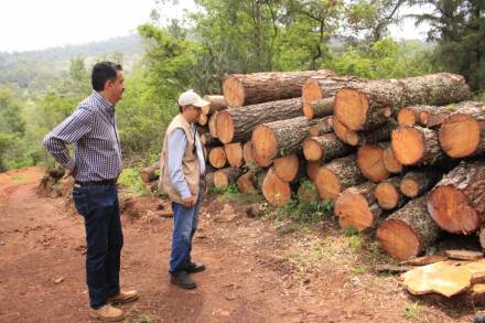 Decomisa Mesa de Seguridad Ambiental, madera procedente de tala ilegal en Charo