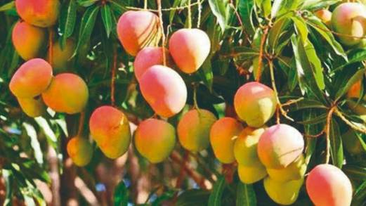 Al programa de exportación a EU, 13 mil 583 hectáreas de mango de Michoacán 
