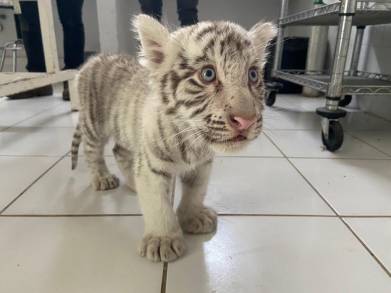 Brinda Zoológico de Morelia atención a tigre de bengala blanco
