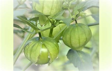 Produce Michoacán cerca de 45 mil toneladas de tomate 