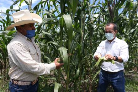 Estiman en un 300 por ciento el crecimiento en cosecha de maíz en Contepec