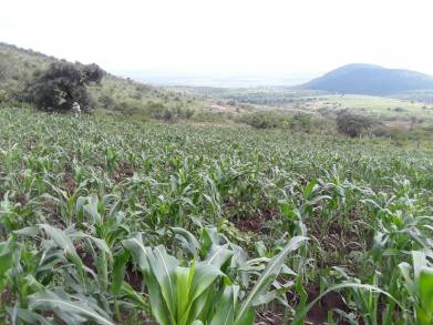 Resisten granizada plantas de maíz de Agricultura Sustentable en Indaparapeo