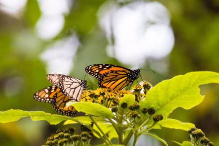 Visitas a los Santuarios de la Mariposa Monarca, con estrictas medidas de Higiene