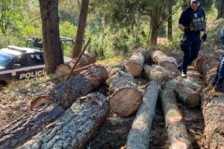 Agrupamiento Forestal y Ambiental de la SSP, asegura rollos de madera ilegal en Madero 