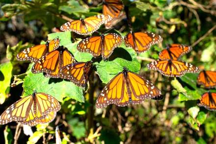 Febrero, mes ideal para disfrutar avistamiento de la Mariposa  Monarca en Michoacán