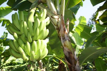 En cuatro años, el valor del plátano se incrementó un 97 por ciento en Michoacán 