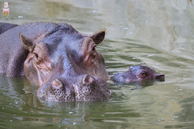 ¡Enternecedor: Nace hipopótamo del Nilo en el Zoo de Morelia!  