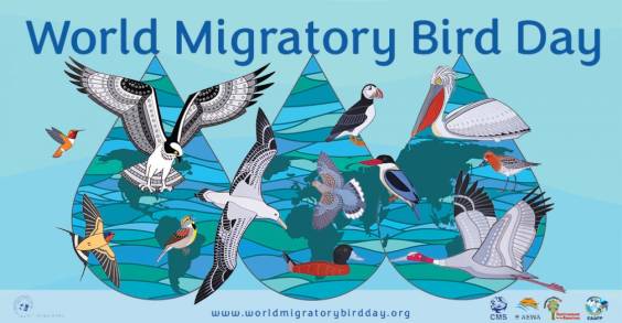 El Día Mundial de las Aves Migratorias 2023 destaca el Impacto de la Creciente Crisis del Agua en las Aves Migratorias: ONU 