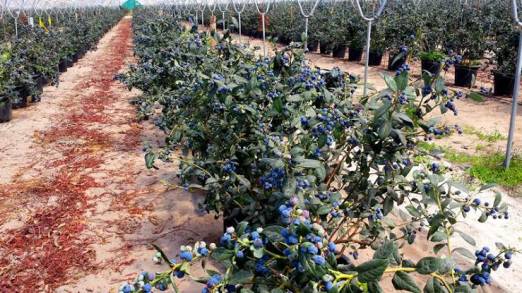 Con certificado de inocuidad, 2 mil 824 hectáreas de berries: Sedrua